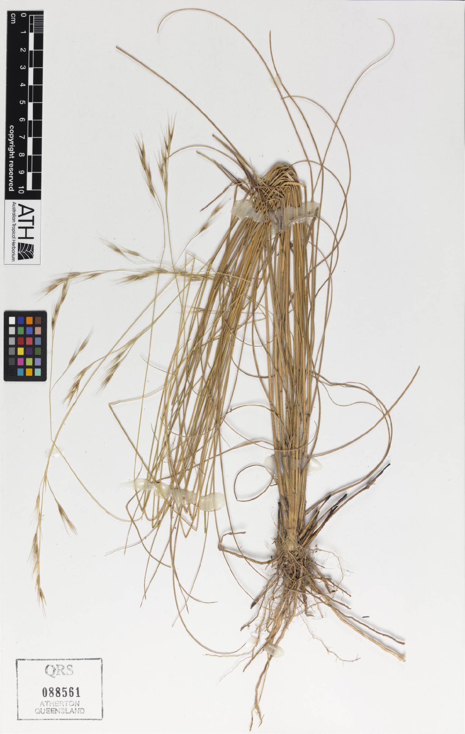 Fig. 1. Habit of Eriachne triseta (QRS88561)