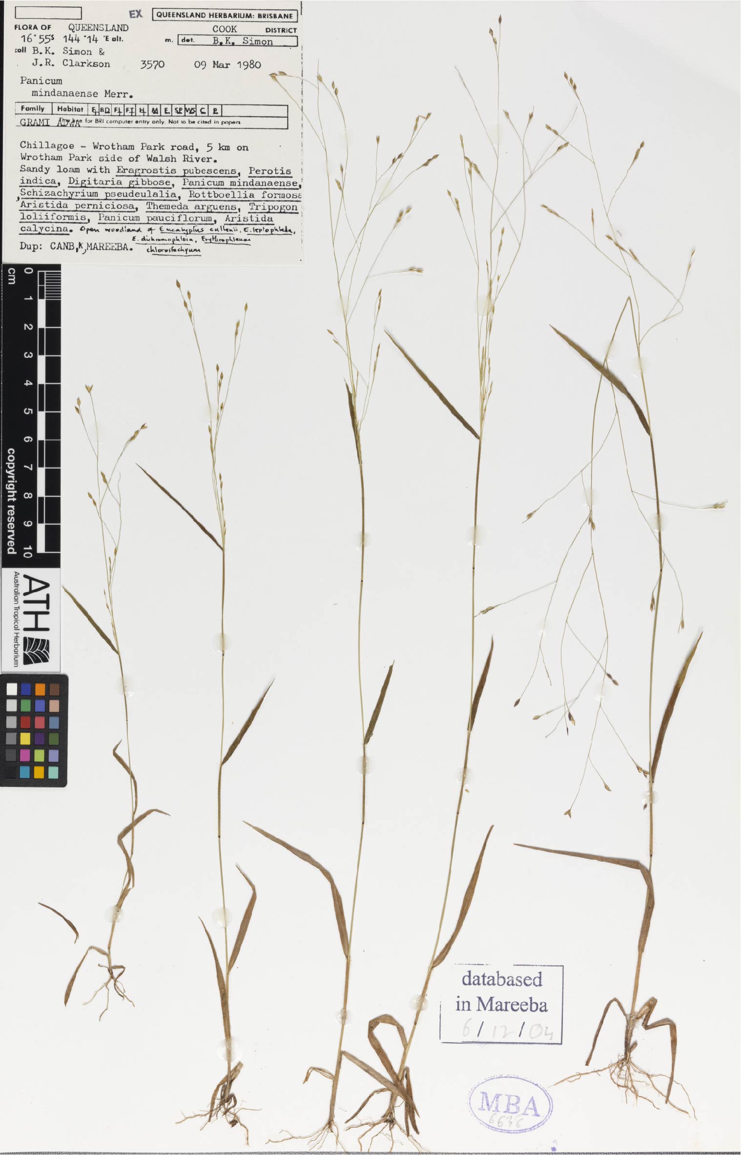 Fig. 1. Herbarium sheet of Panicum mindanaense (MBA6638)