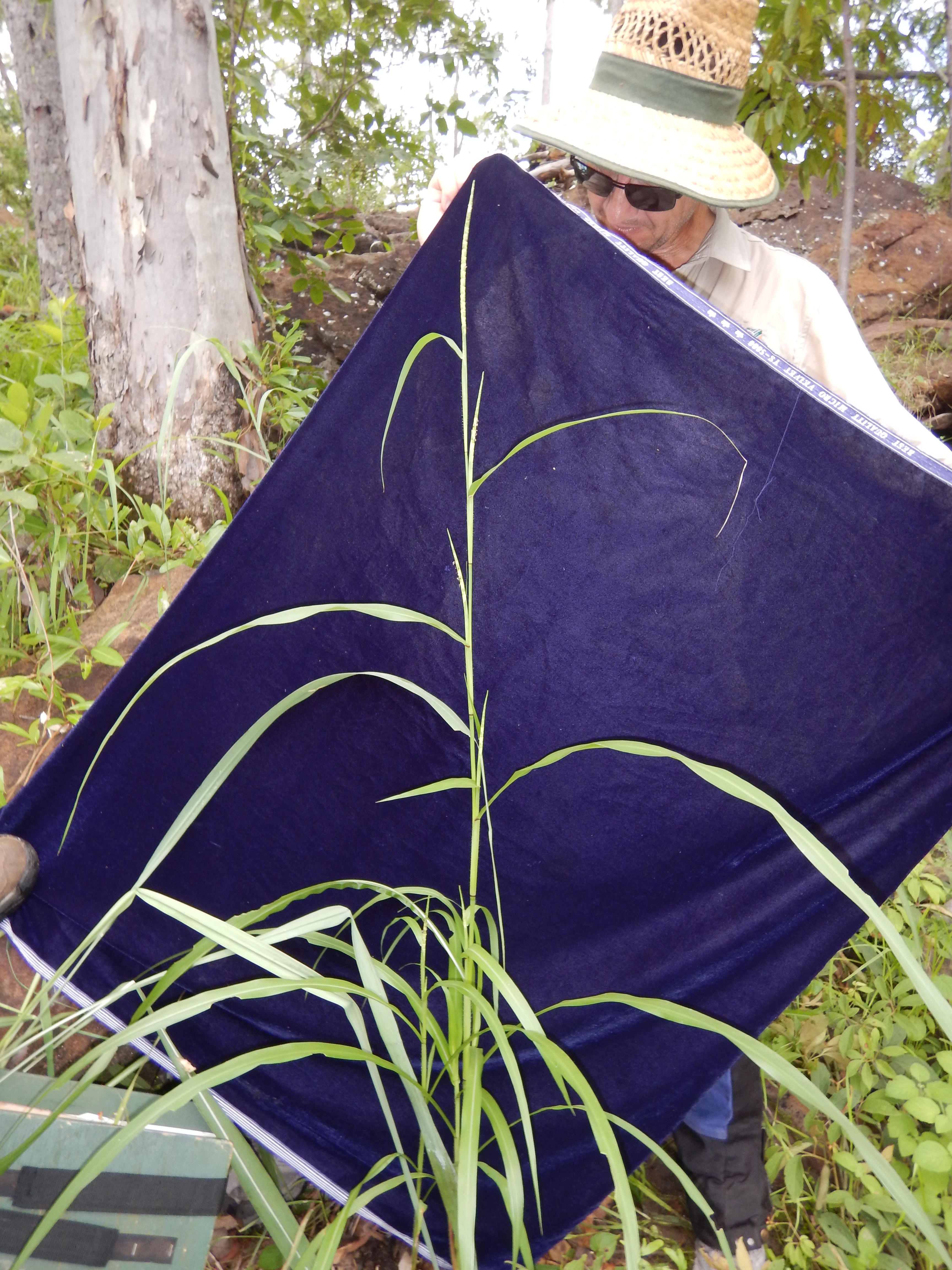 Fig. 1. Habit of Rottboellia cochinchinensis (DMC1552)