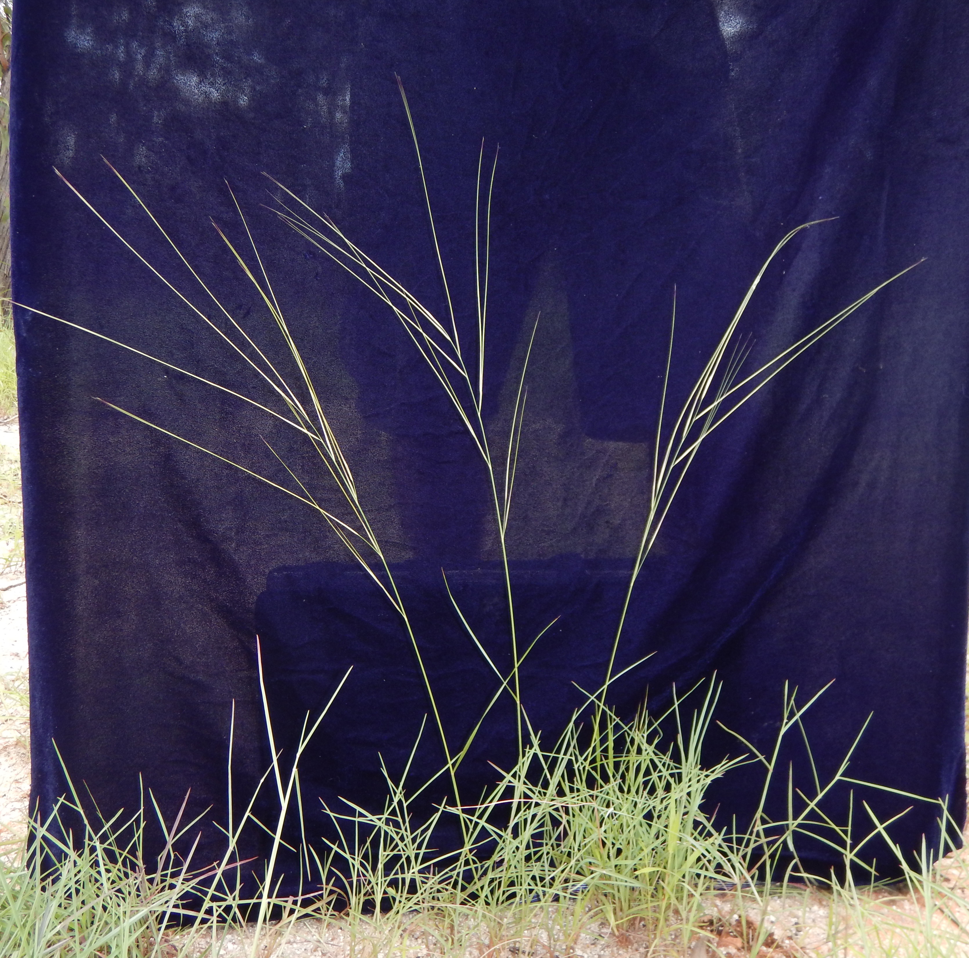 Fig. 1a. Habit of Aristida hygrometrica (RAK1370)