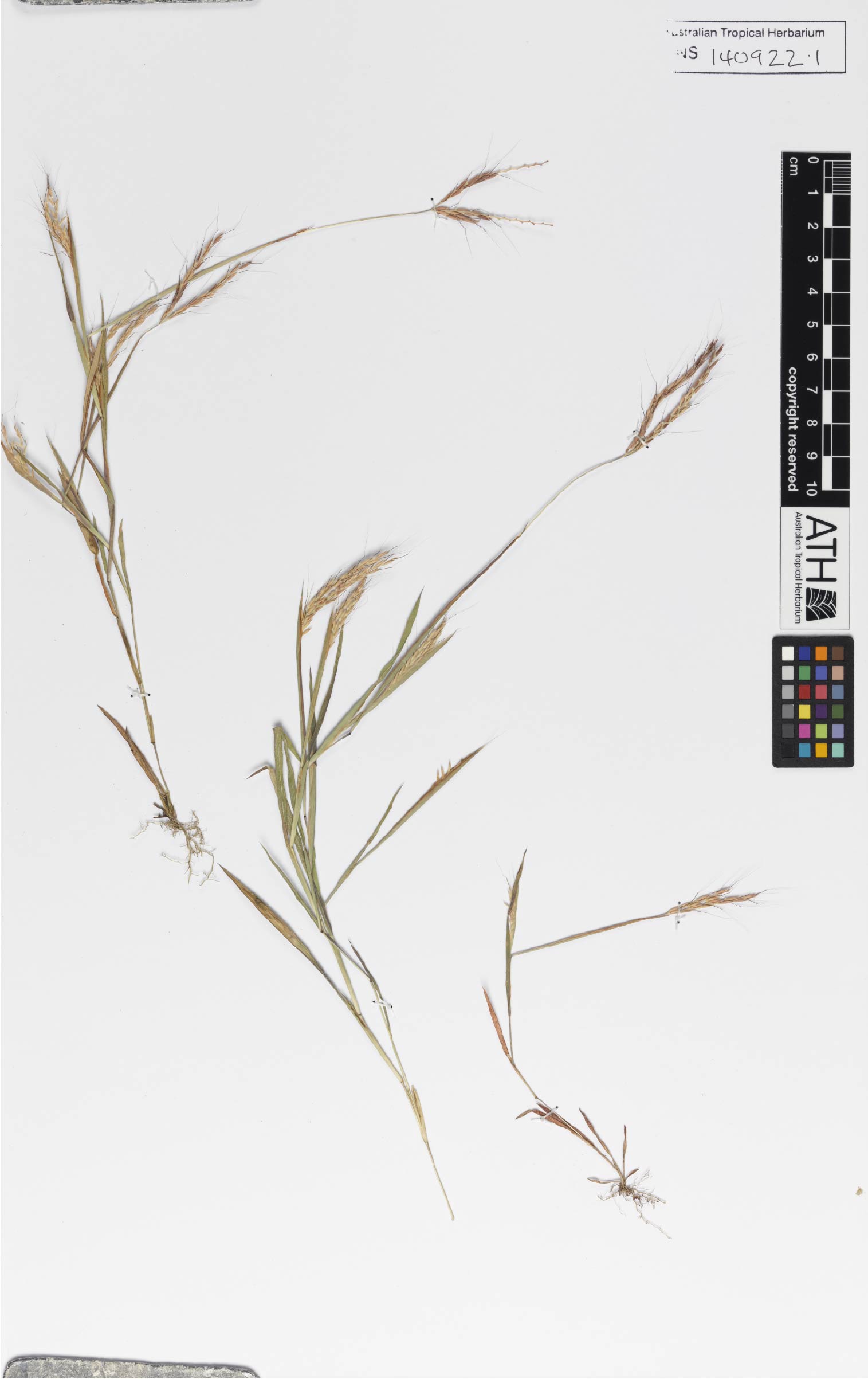 Fig. 1. Herbarium sheet of Dimeria acinaciformis (CNS140922)