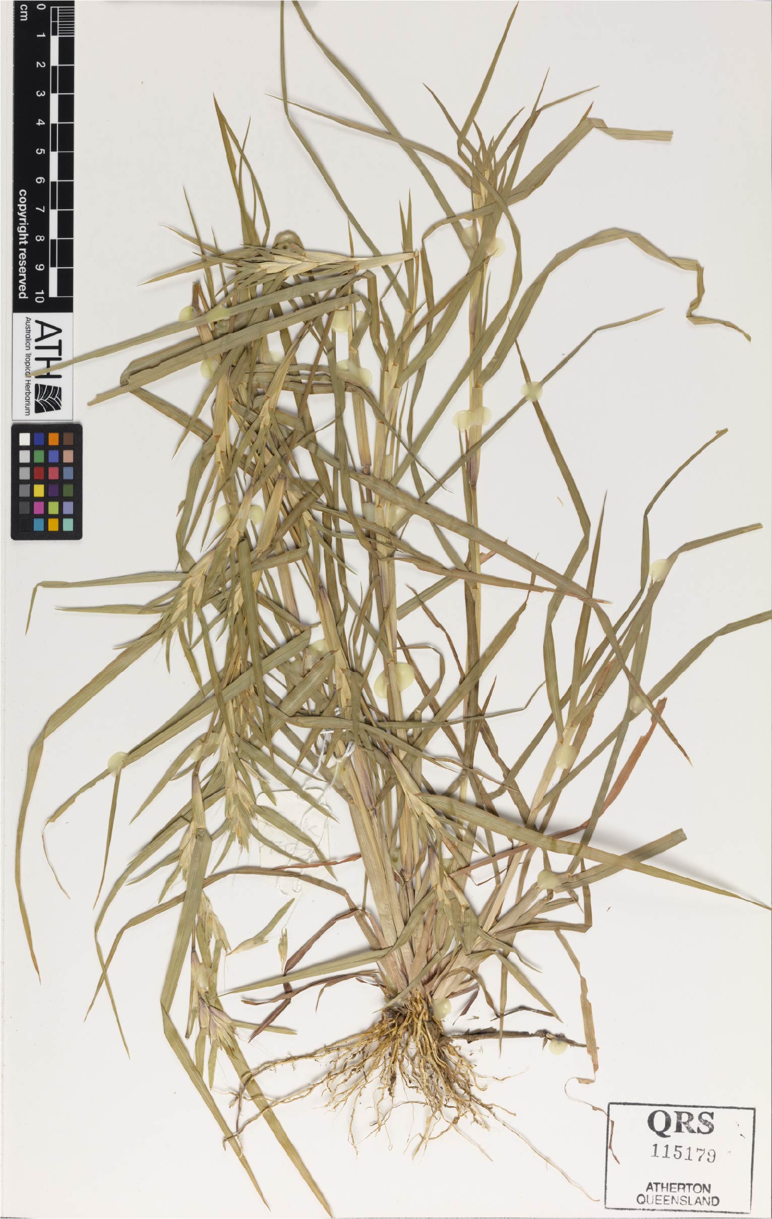Fig. 1a. Herbarium sheet of Iseilema vaginiflorum (QRS115179)