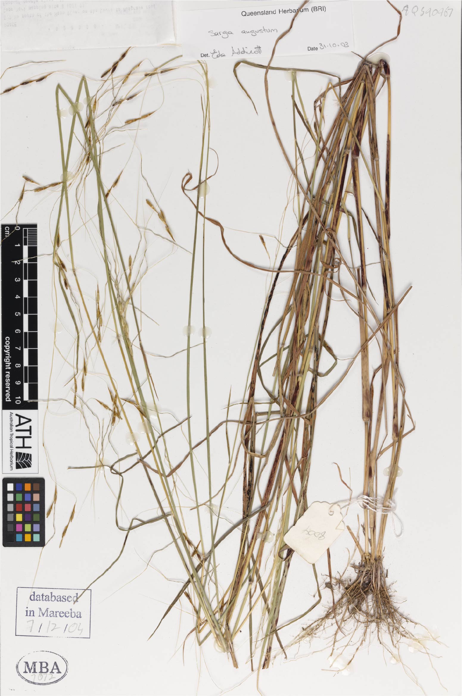 Fig. 1a. Herbarium sheet of Sarga angustum (MBA7072)