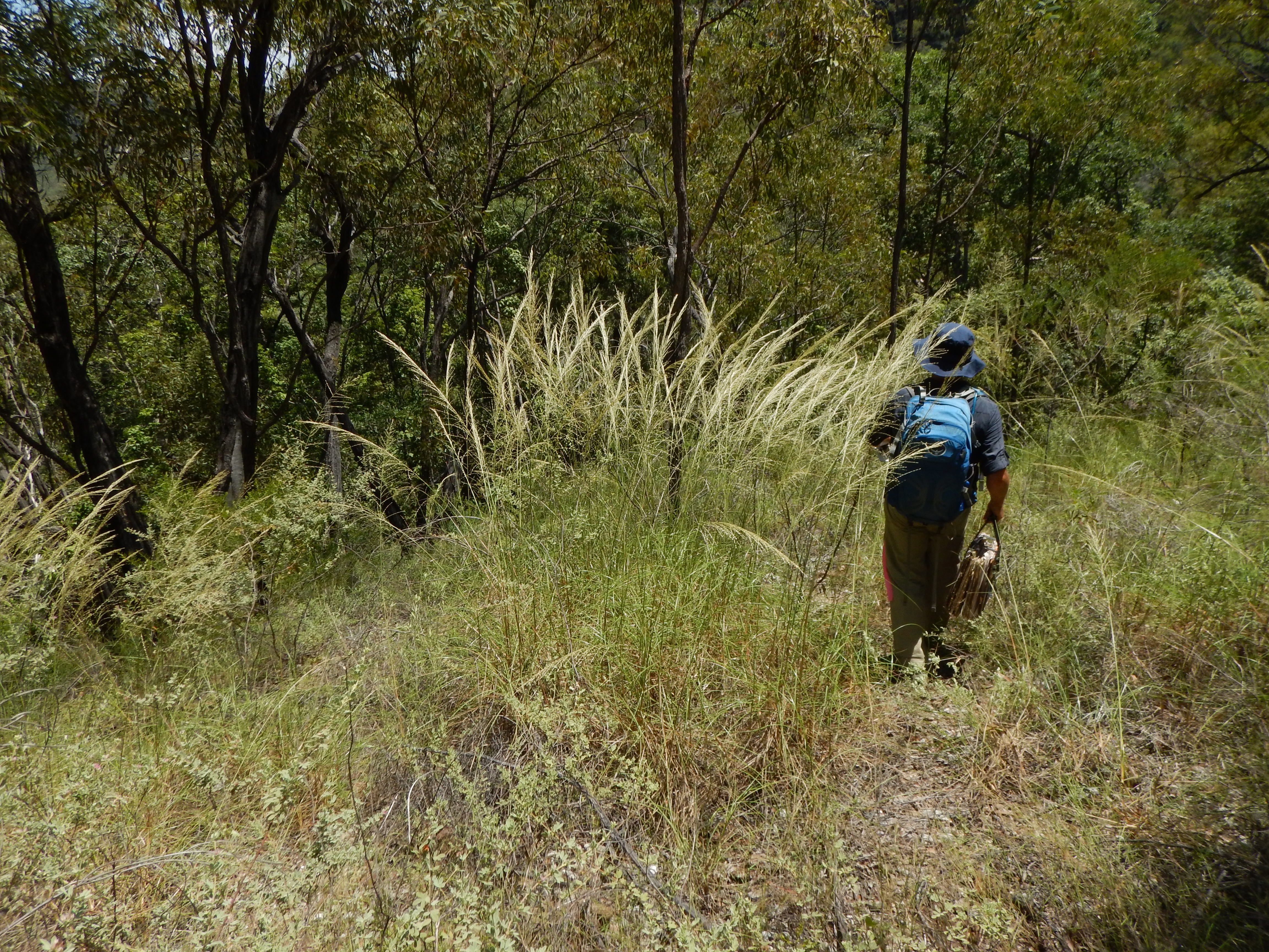 Fig. 1a. Habit of Triodia microstachya (FAZ699)