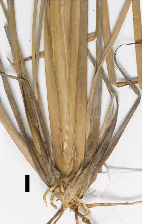 Fig. 1b. Overlapping leaf sheaths of C. filipes (MBA7019) (scale bar = 1 cm)