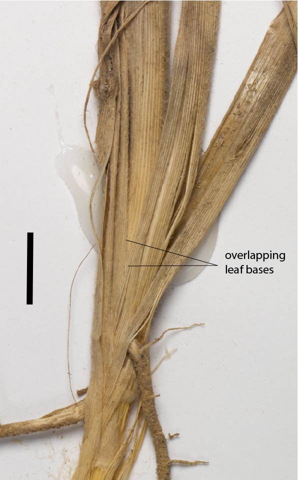 Fig. 1b. Fibrous leaf bases Chrysopogon pallidus (MBA7104) (scale bar = 1cm)