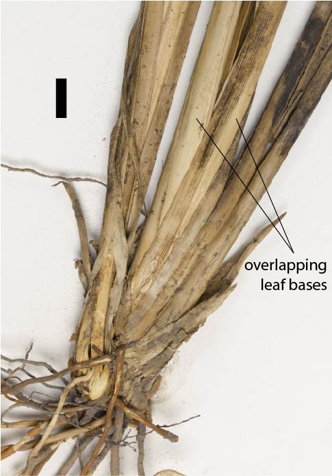 Fig. 1b. Overlapping leaf sheaths of Chrysopogon rigidus (MBA7106) (scale bar = 1cm)