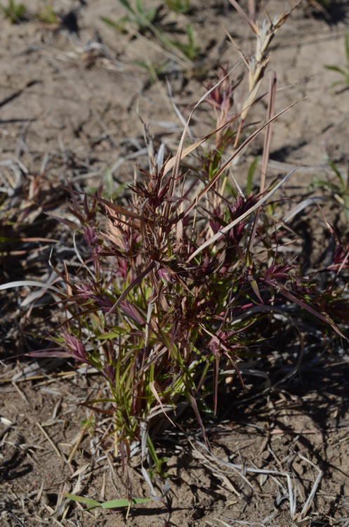 Fig. 1b. Habit of Iseilema vaginiflorum (image from Australian National Botanic Gardens http://www.anbg.gov.au/photo, dig. 25851) 