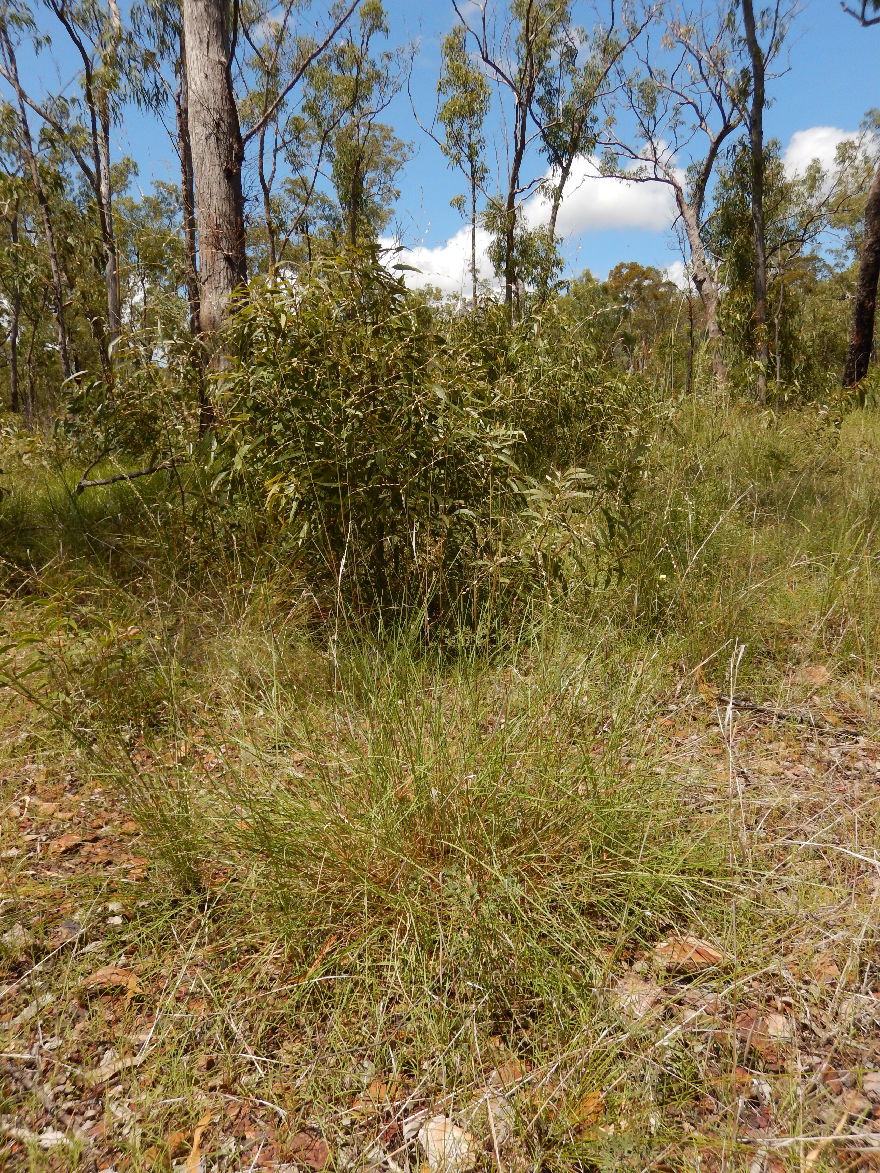 Fig. 1b. Hummocking habit of Triodia microstachya (FAZ699)