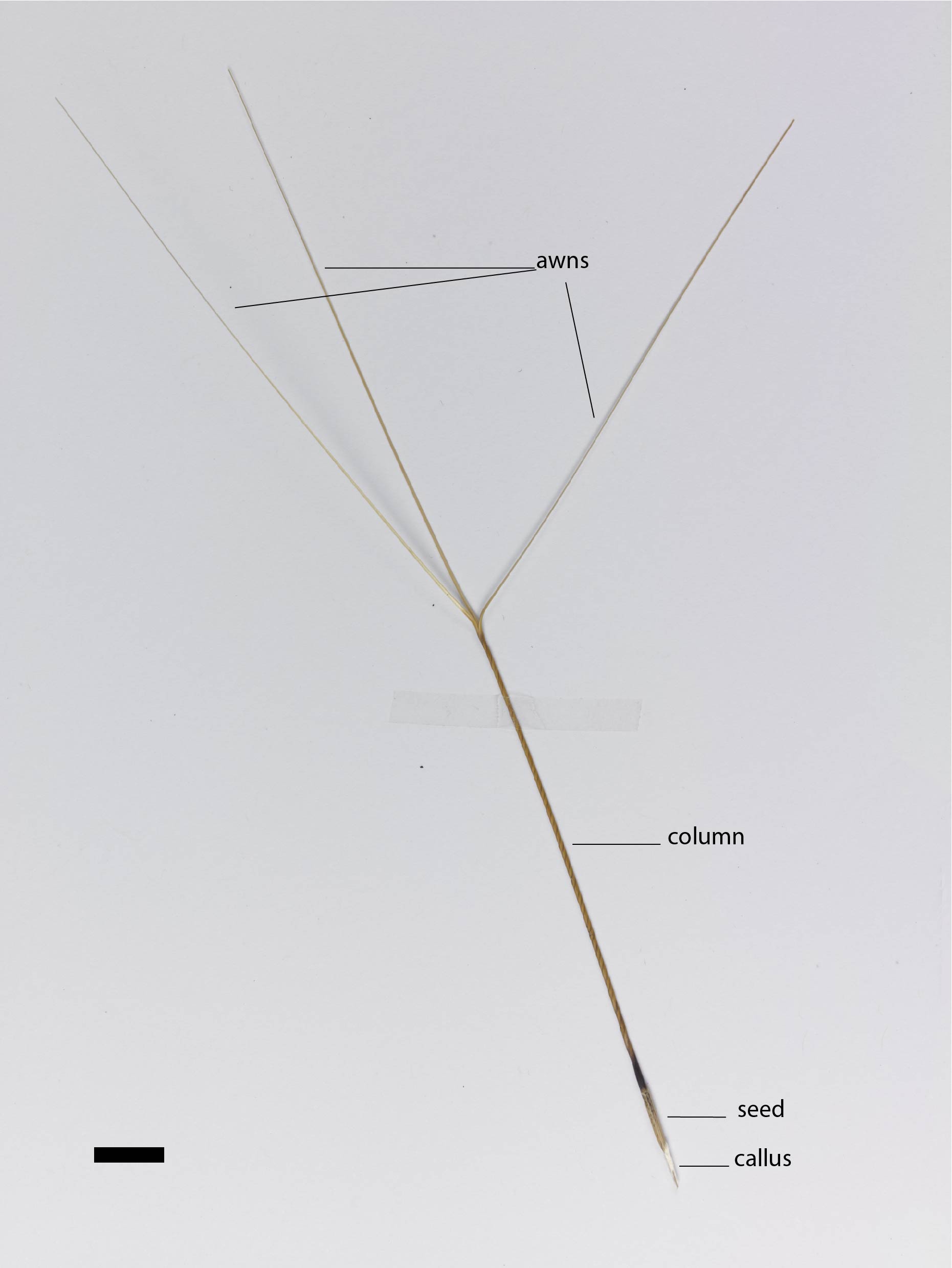 Fig. 2. Seed with column and spreading awns (MBA9287)  (scale bar = 1cm)