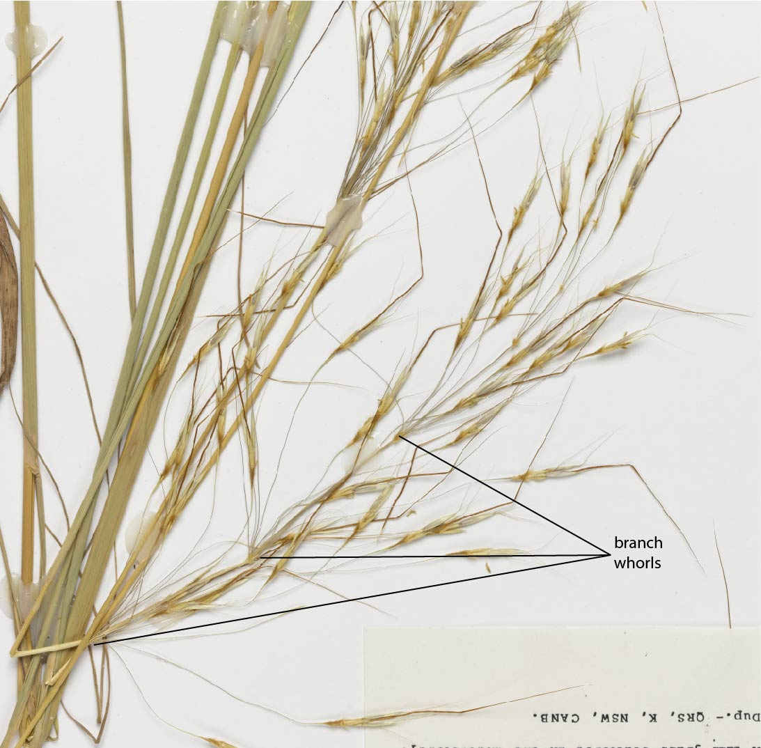 Fig. 2. Inflorescence of Chrysopogon pallidus (MBA7104) (scale bar = 1cm)