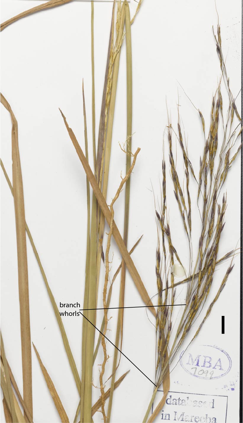 Fig. 2. Inflorescence of Chrysopogon rigidus (MBA7106) (scale bar = 1cm)