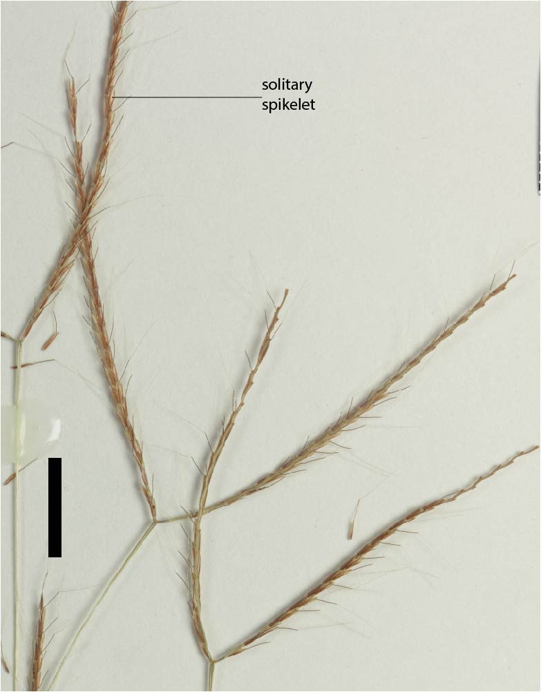 Fig. 2. Inflorescence of Dimeria ornithopoda (QRS73792) (scale bar = 1cm)
