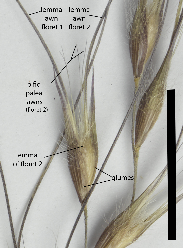 Fig. 2. Mature spikelet of E. armittii (MBA6969) (scale bar = 1 cm).