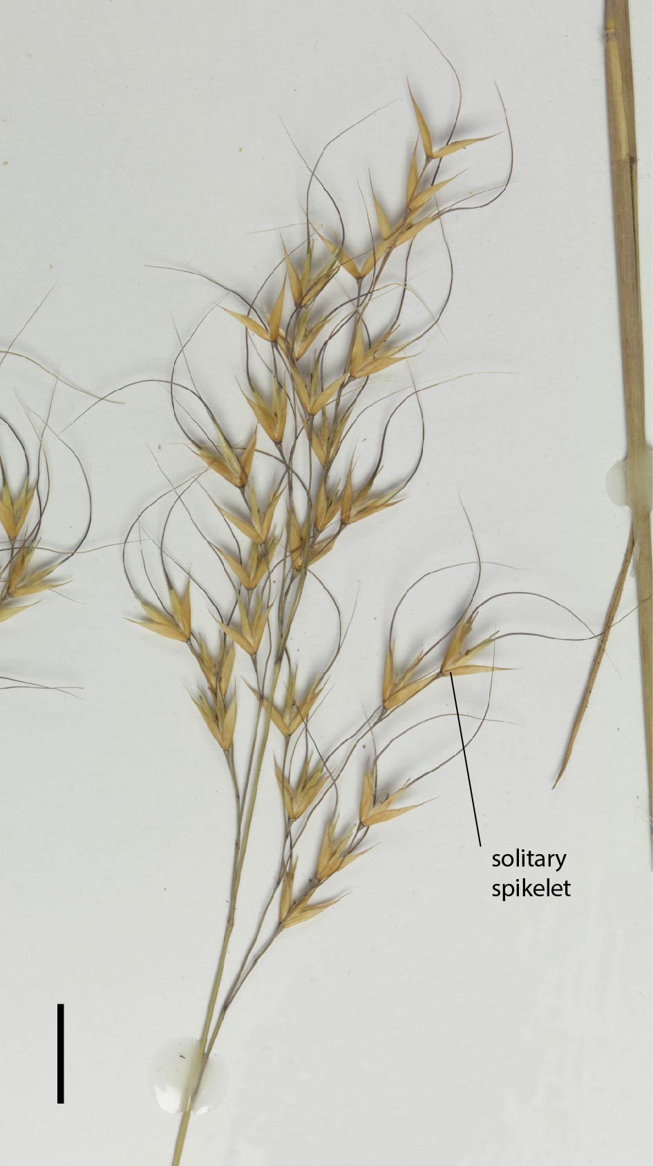 Fig. 2. Inflorescence of E. burkittii (QRS76219) (scale bar = 1cm)