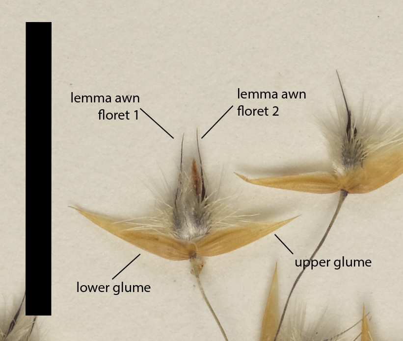 Fig. 2. Mature and fully open spikelet of E. ciliata (QRS60986) (scale bar = 1cm)