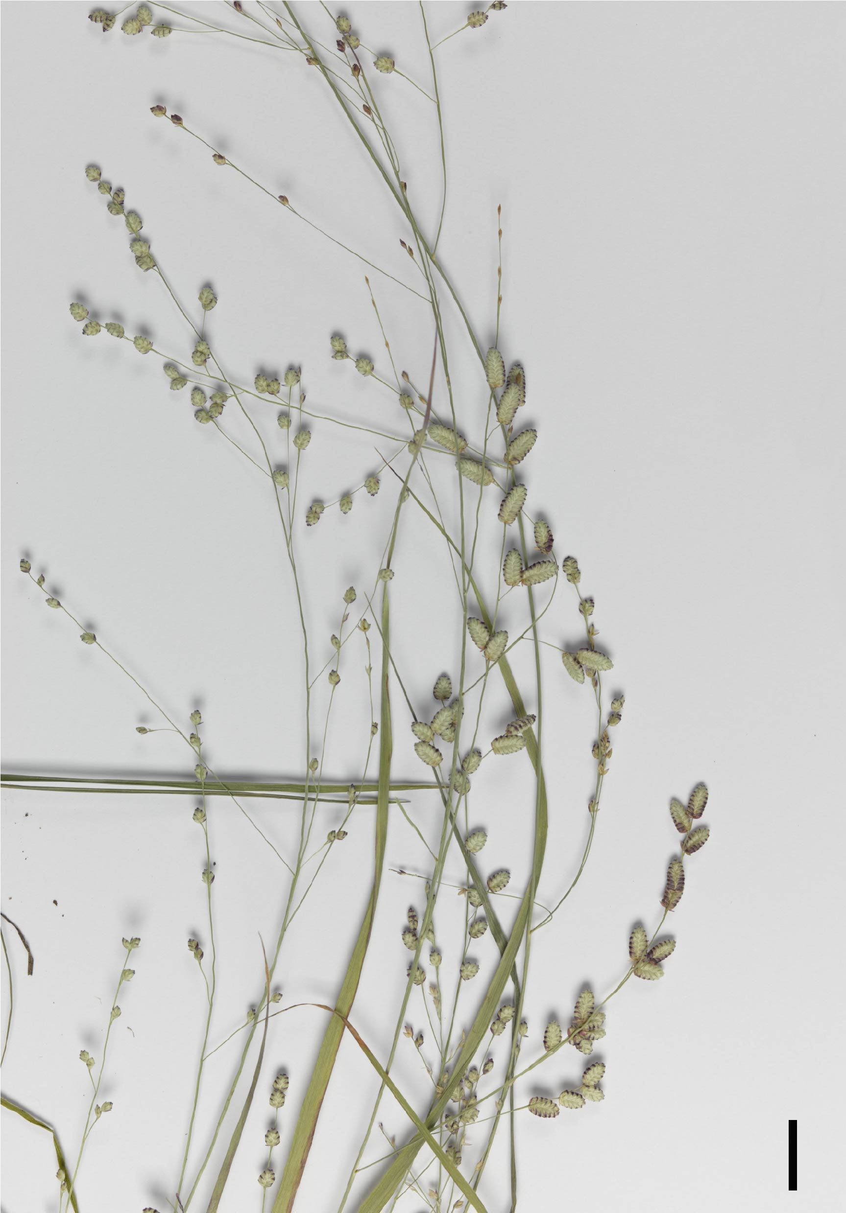 Fig. 2. Inflorescence of Eragrostis jacobsiana (DMC1528) (scale bar = 1cm)