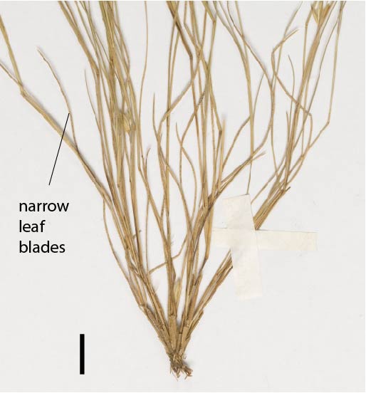 Fig. 3. Mature and fully open spikelet of E. melicacea (QRS46078) showing spreading glumes and hairy awnless lemmas (scale bar = 1 cm)