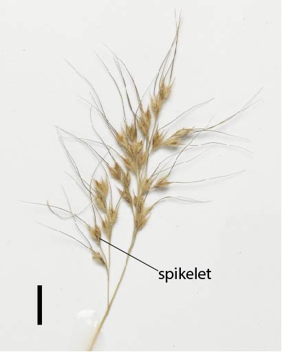 Fig. 2. Inflorescence of E. rara (MBA7012) (scale bar = 1 cm)