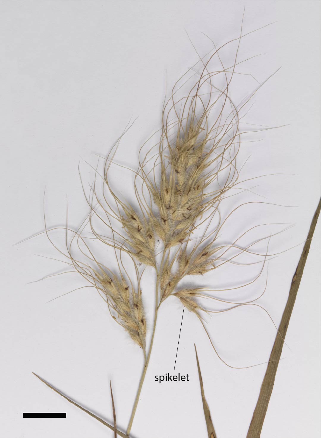 Fig. 2. Inflorescence of E. squarrosa (CNS134250) (scale bar = 1 cm)