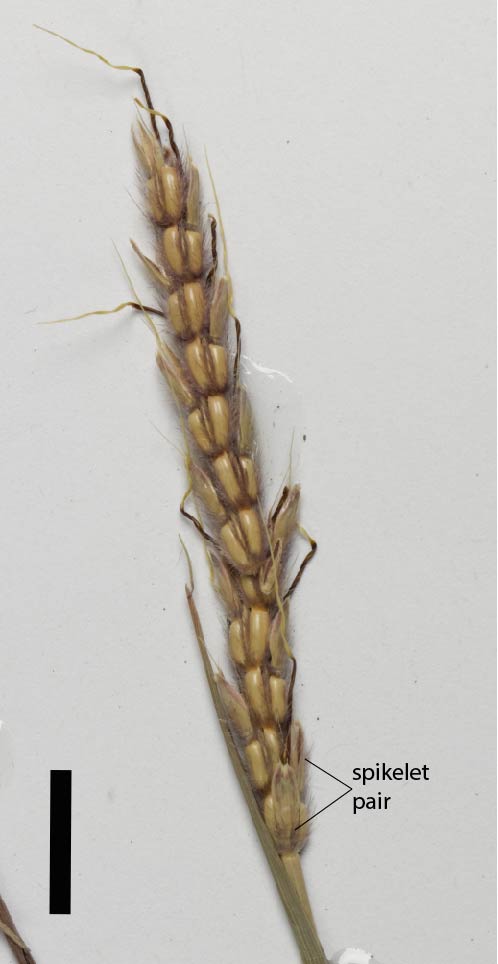 Fig. 2. Inflorescence of Ischaemum fragile (MBA7169) (scale bar = 1cm)