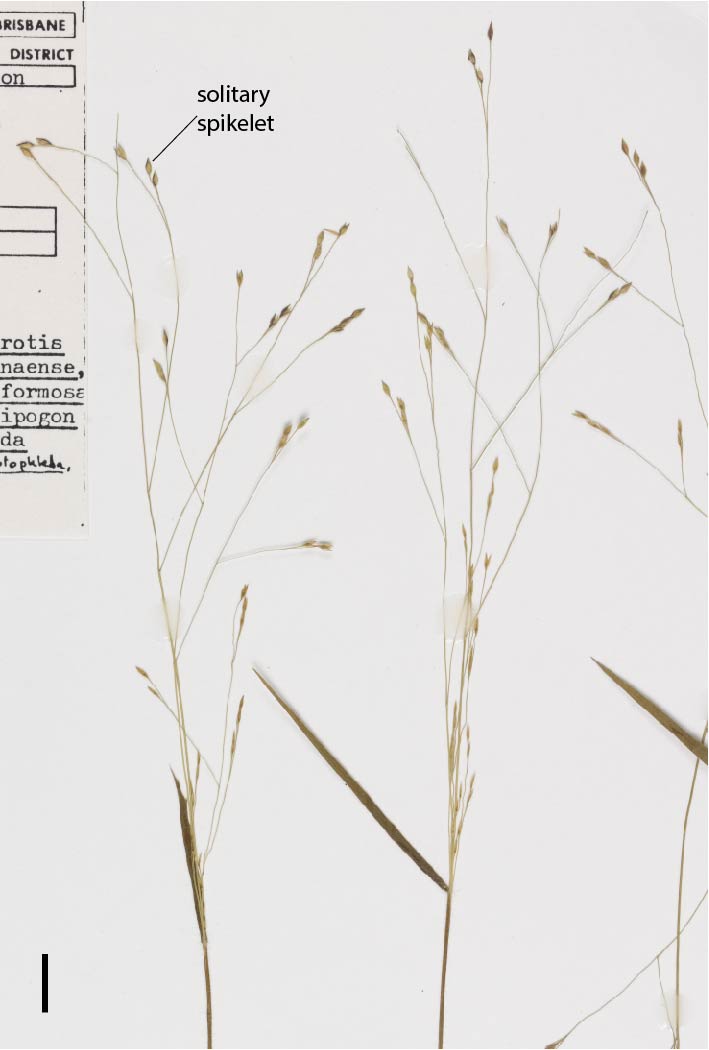 Fig. 2. Inflorescence of Panicum mindanaense (MBA6638)  (scale bar = 1cm)