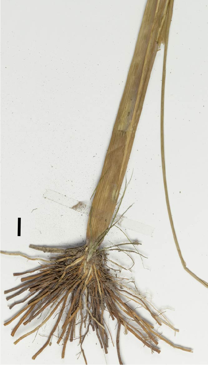 Fig. 2. Inflorescence spike of Rottboellia cochinchinensis (DMC1552)