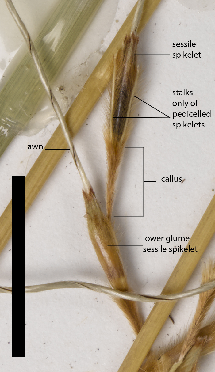 Fig. 2. Spikelet pair of Sarga angustum (MBA7072) (scale bar = 1cm)