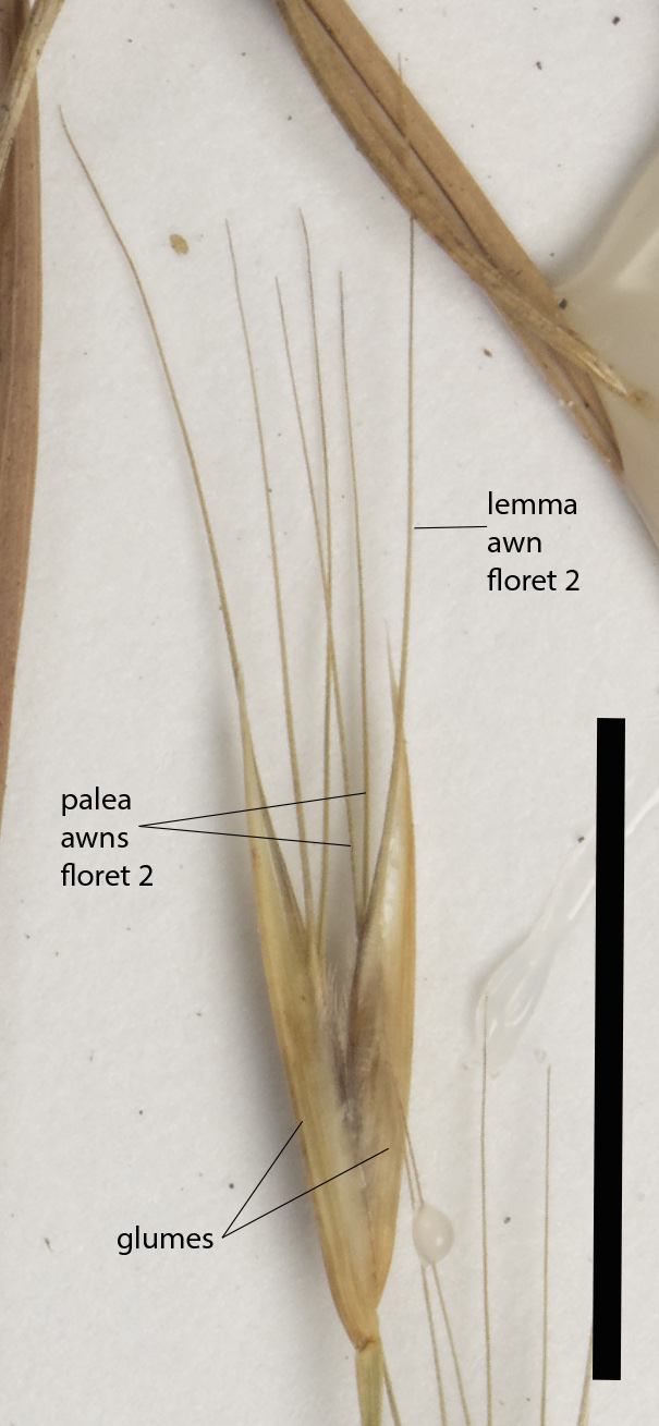Fig. 2a. Mature spikelet of E. triseta showing awned lemma and bifid palea (QRS88561) (scale bar = 1cm)