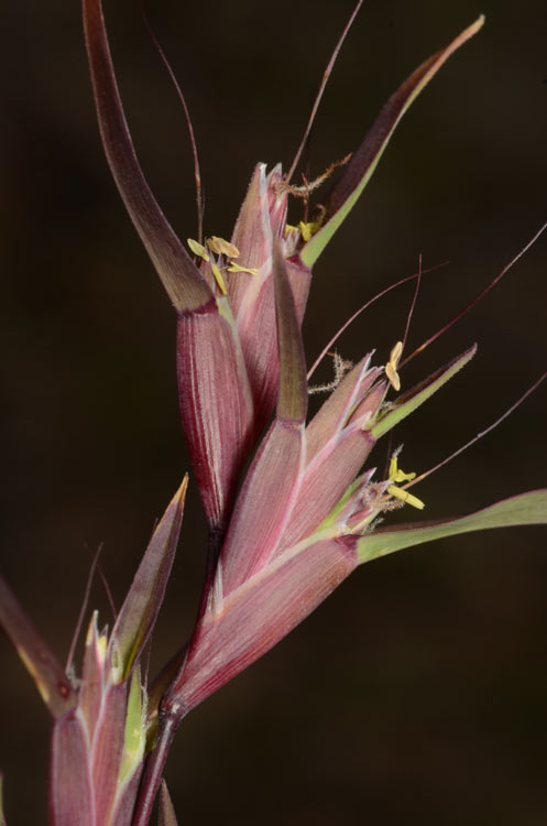 Fig. 2a. Inflorescence of Iseilema vaginiflorum (image from Australian National Botanic Gardens http://www.anbg.gov.au/photo, dig. 25854)