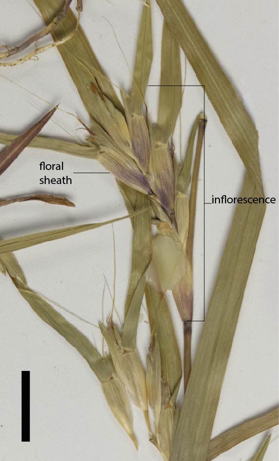 Fig. 2b. Inflorescence of Iseilema vaginiflorum (QRS115179) (scale bar = 1cm)