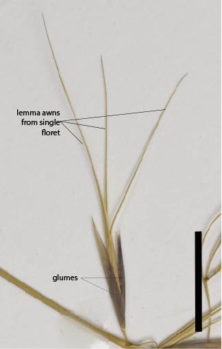 Fig. 3. Mature spikelet of Aristida calycina showing three awns arising from lemma (MBA6311) (scale bar = 1cm).