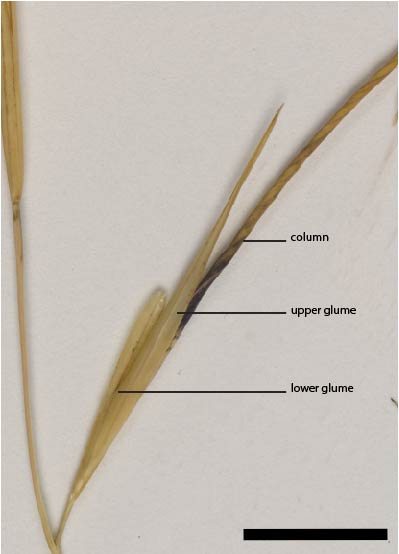 Fig. 3. Glumes of spikelet (MBA9287) (scale bar = 1cm)