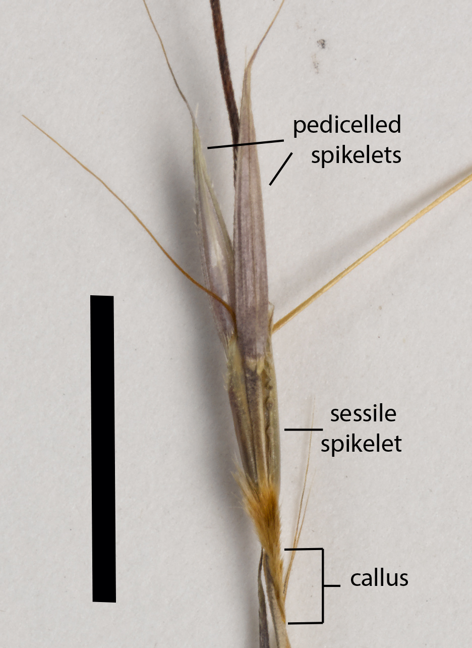 Spikelet cluster of Chrysopogon fallax QRS85679 (scale bar = 1cm)