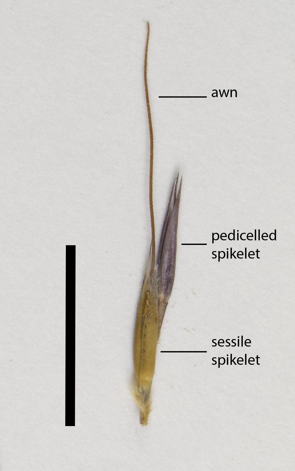 Fig. 3. Spikelet cluster of Chrysopogon filipes (QRS88539) (scale bar = 1 cm)