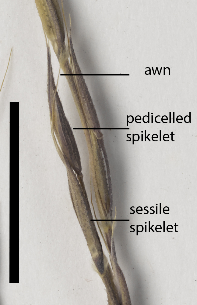 Fig. 3. Spikelet cluster of Chrysopogon rigidus (MBA7106) (scale bar = 1cm)