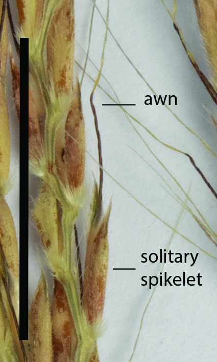 Fig. 3. Spikelets of Dimeria acinaciformis back view (CNS140922) (scale bar = 1 cm)