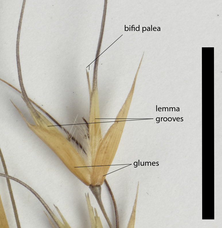 Fig. 3. Mature spikelet of E. burkittii (QRS76219) (scale bar = 1cm)