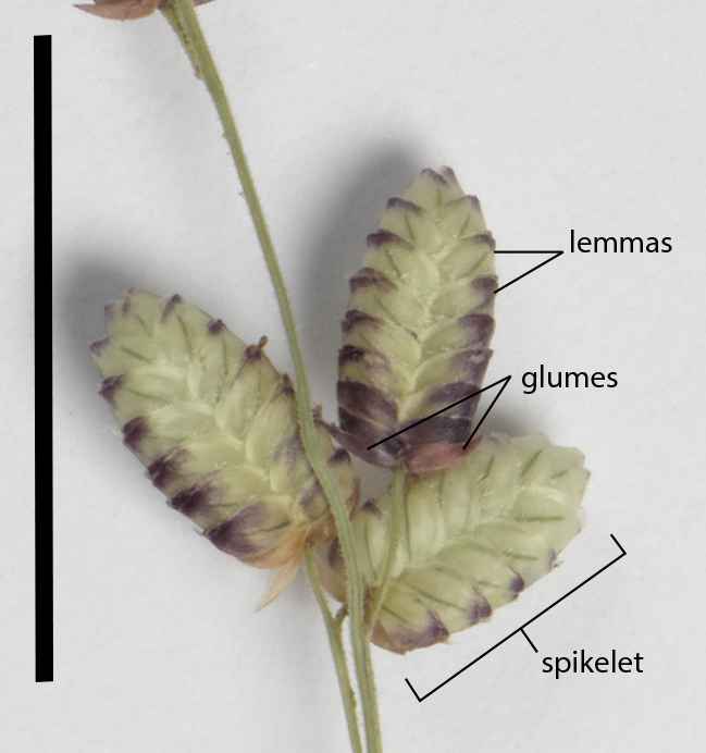 Fig. 3. Spikelet of Eragrostis jacobsiana (DMC1528) (scale bar = 1cm)