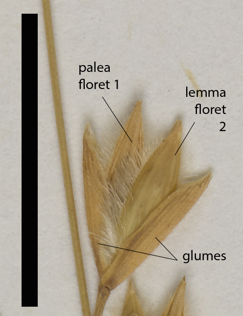 melicacea (QRS46078) showing spreading glumes and hairy awnless lemmas (scale bar = 1 cm)