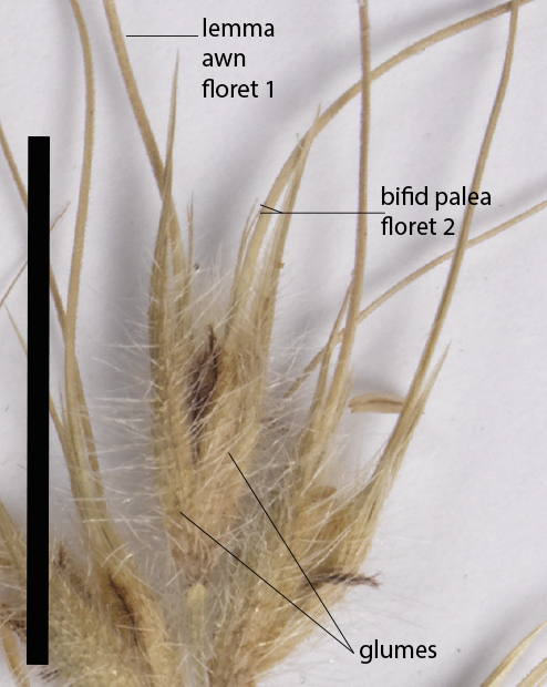 Fig. 3. Mature spikelet of E. squarrosa (CNS134250) (scale bar = 1 cm)