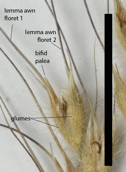 Fig. 3. Mature spikelet of E. rara (MBA7012) (scale bar = 1 cm)