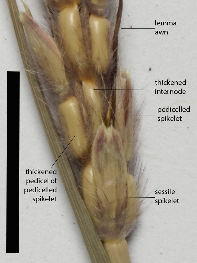 Fig. 3. Paired spikelets of Ischaemum fragile (MBA7169) (scale bar = 1cm)