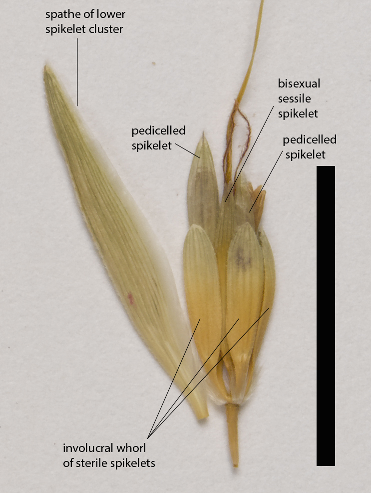 Fig. 3. Lower spikelet cluster of Iseilema vaginiflorum (QRS115179) with spathe and involucre of sterile spikelets (scale bar = 1cm)