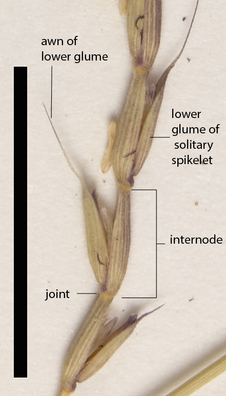 Fig. 3. Spikelet of Lepturus xerophilus (QRS76363) (scale bar = 1cm)