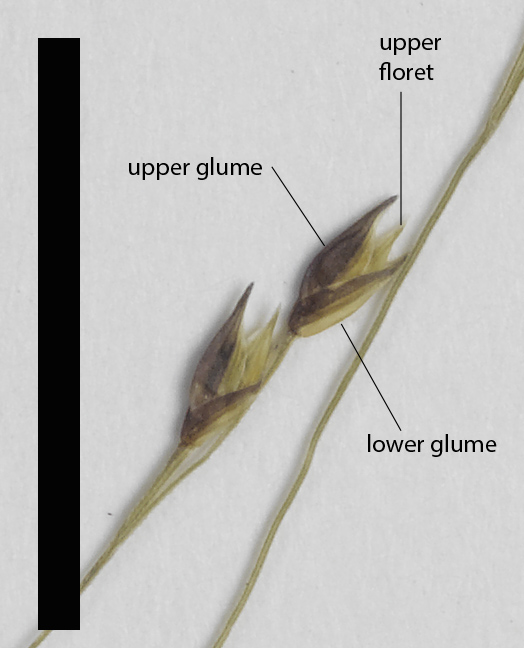 Fig. 3. Mature spikelet of Panicum mindanaense (MBA6638) (scale bar = 1cm)