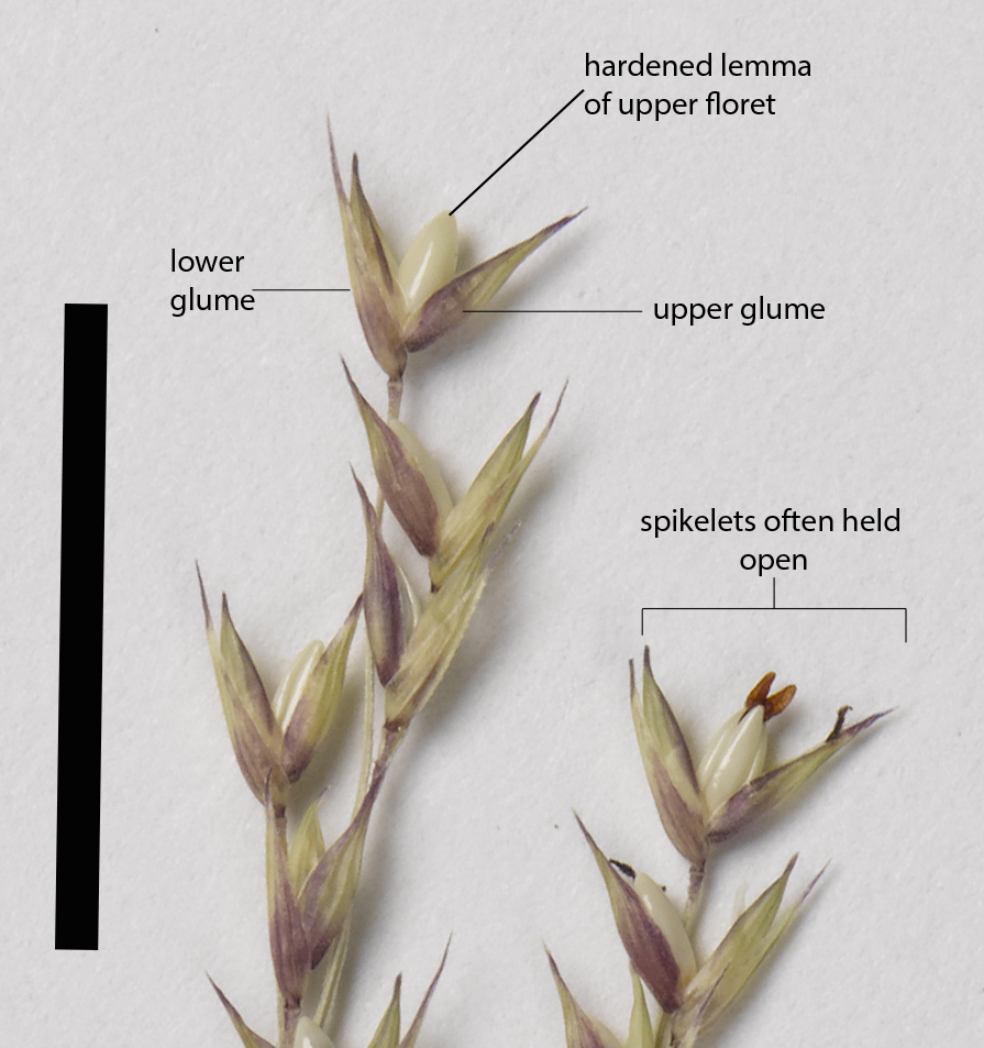 Fig. 3. Mature spikelets of Panicum trachyrhachis (MBA9104) (scale bar = 1cm)