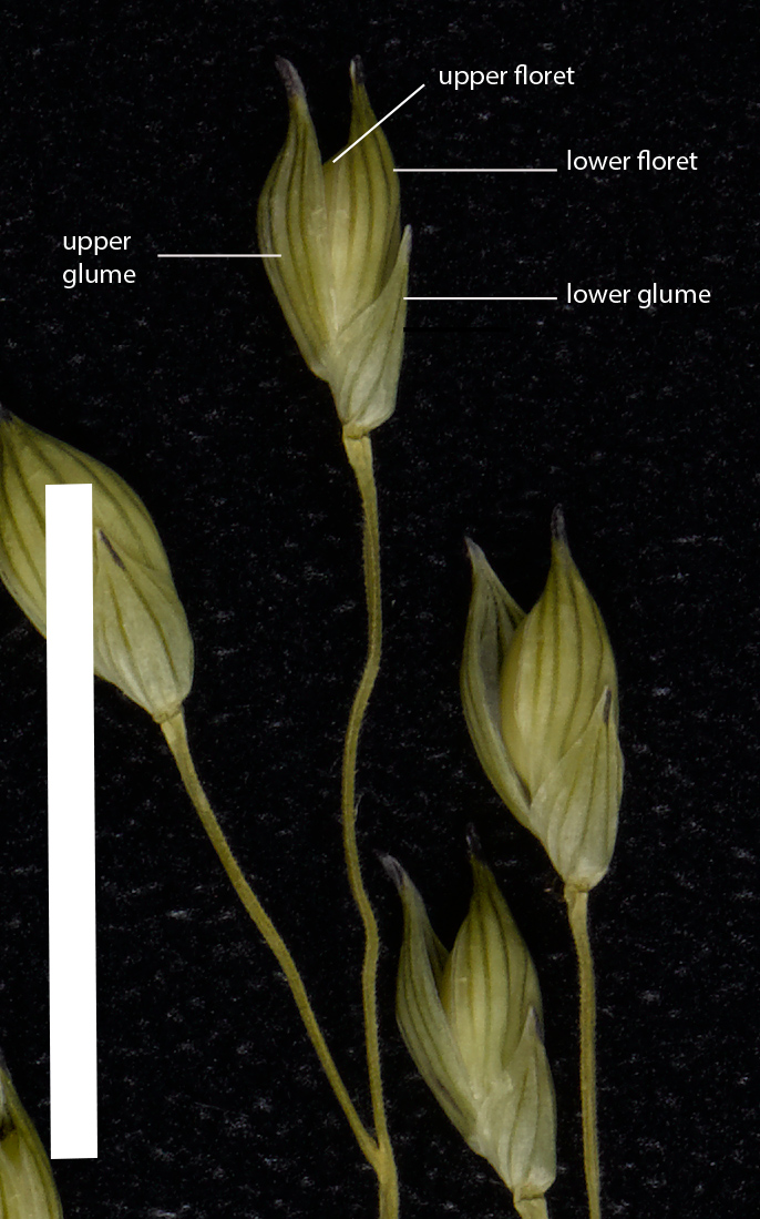 Fig. 3. Spikelet of Yakirra majuscula showing upper glume and much shorter lower glume (RAK1371) (scale bar = 1 cm)