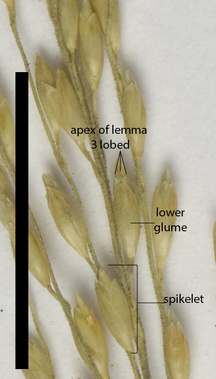 Fig. 3. Spikelets arranged along a branch of the inflorescence, glumes and florets present (MBA6395) (scale bar = 1cm)