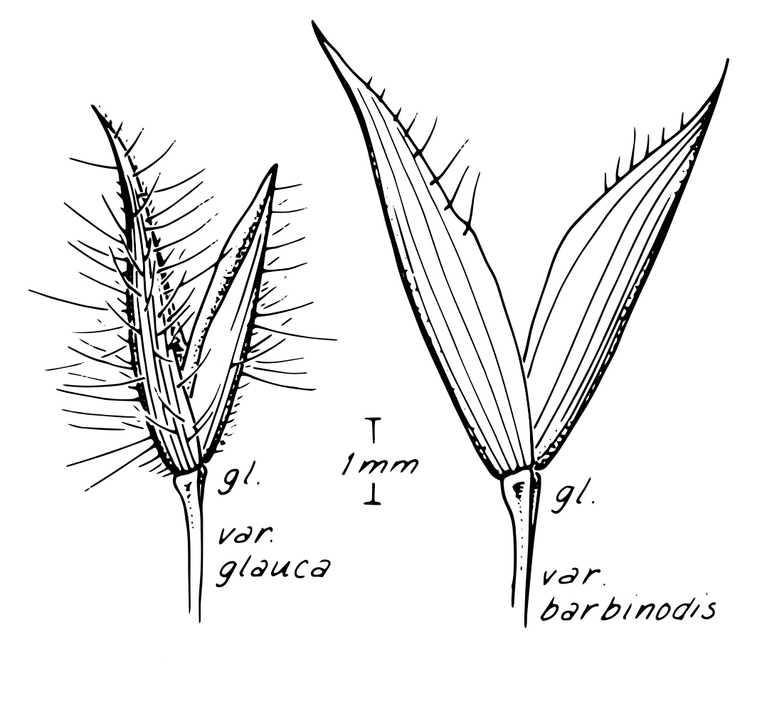 Fig. 3a. Spikelet of E. glauca varieties (line drawing supplied by NT Herbarium, illustrator Monika Osterkamp Madsen)